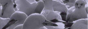 Scottish Seabird Centre